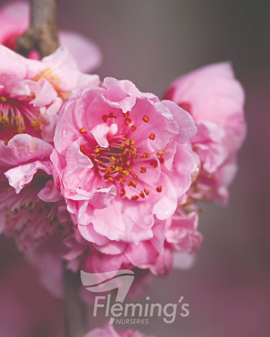 Prunus x blireana - Double-Flowering Ornamental Plum