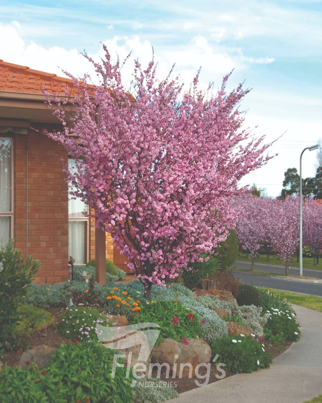 Prunus x blireana - Double-Flowering Ornamental Plum