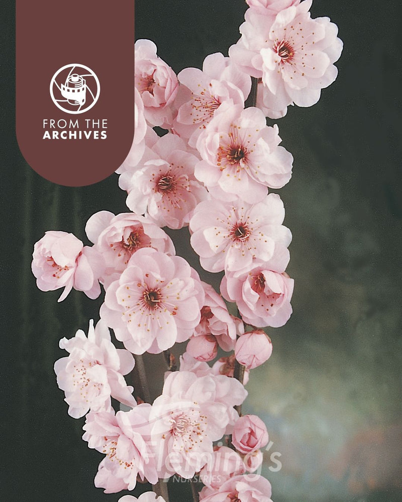 Prunus x blireana - Double-Flowering Ornamental Plum