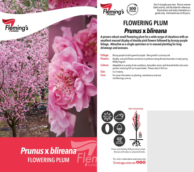 Prunus x blireana - Double-Flowering Ornamental Plum