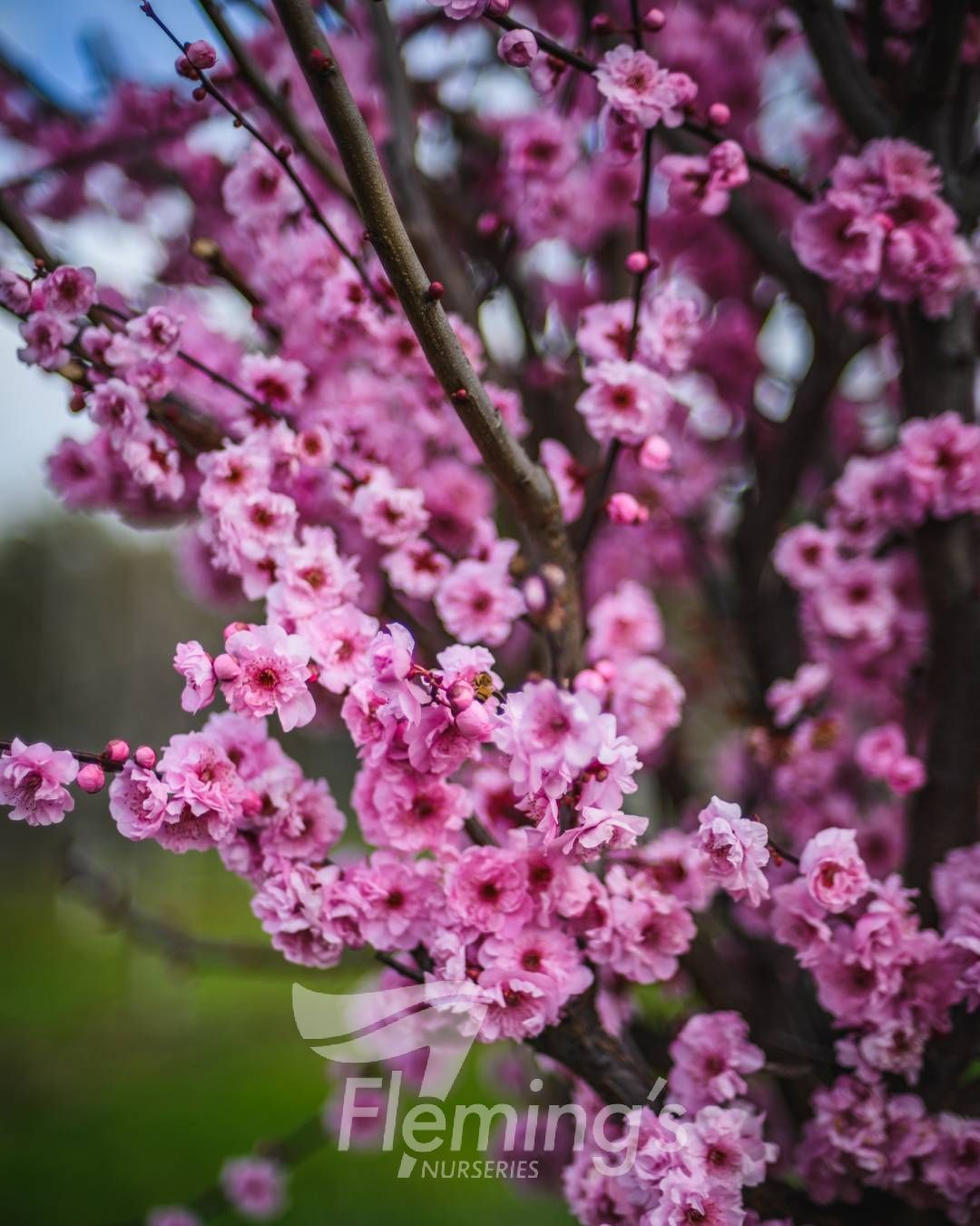 Prunus x blireana - Double-Flowering Ornamental Plum