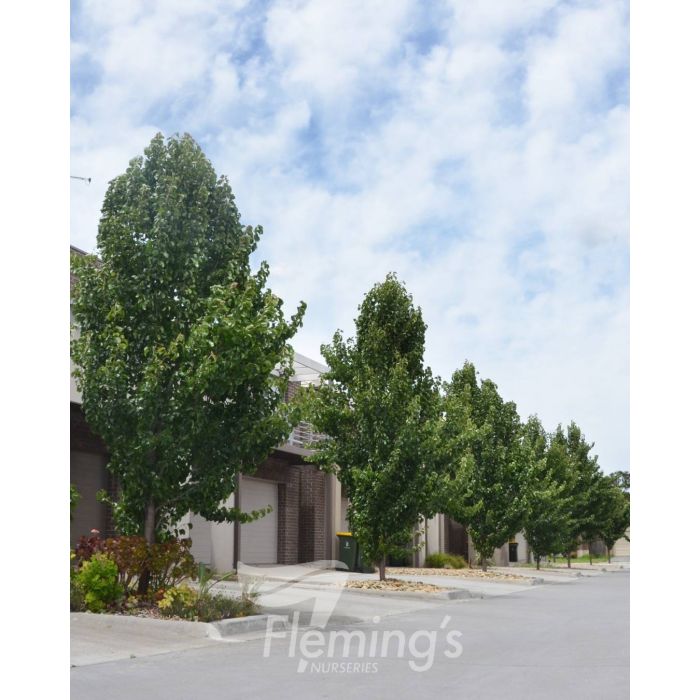 Pyrus calleryana - CAPITAL - Ornamental Pear