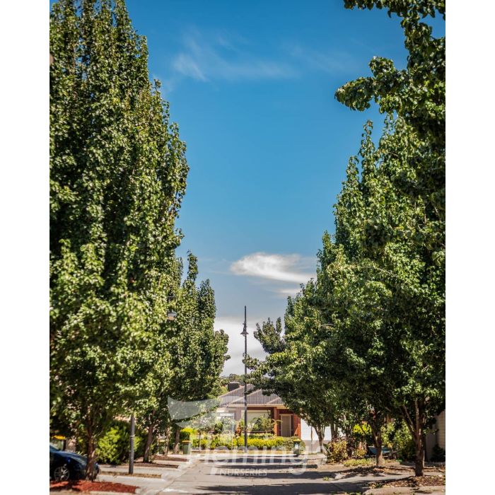 Pyrus calleryana - CAPITAL - Ornamental Pear