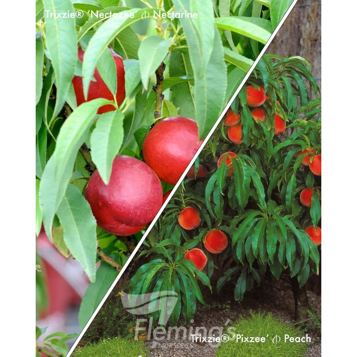 Prunus persica - 2-Way - TRIXZIE® - Dwarf Peach and Nectarine