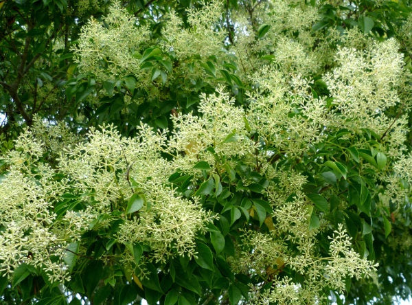 Fraxinus griffithii - Flowering Ash