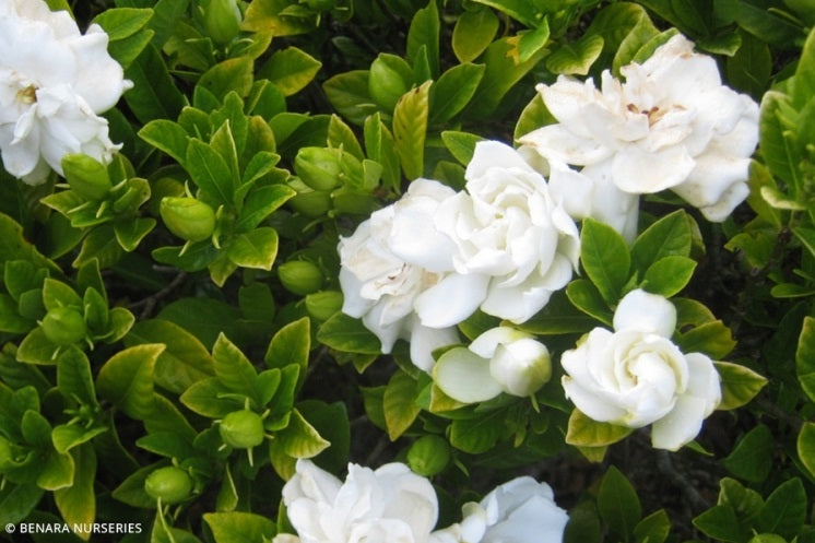 Gardenia jasminoides - FLORIDA - Cape Jasmine