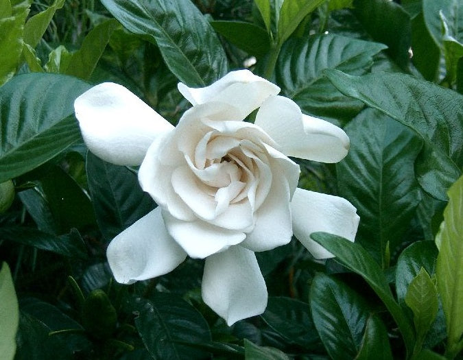 Gardenia jasminoides - MAGNIFICA - Cape Jasmine