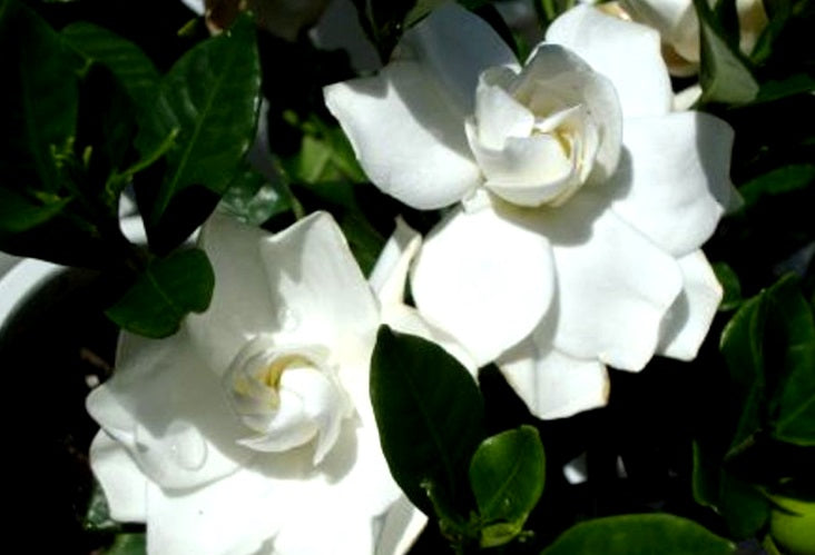 Gardenia jasminoides - OCEAN PEARL - Cape Jasmine