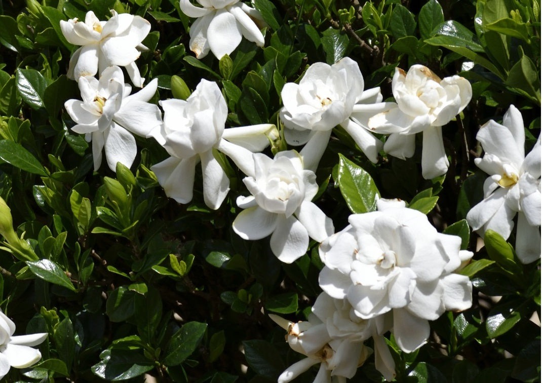 Gardenia jasminoides - PROFESSOR PUCCI - Cape Jasmine