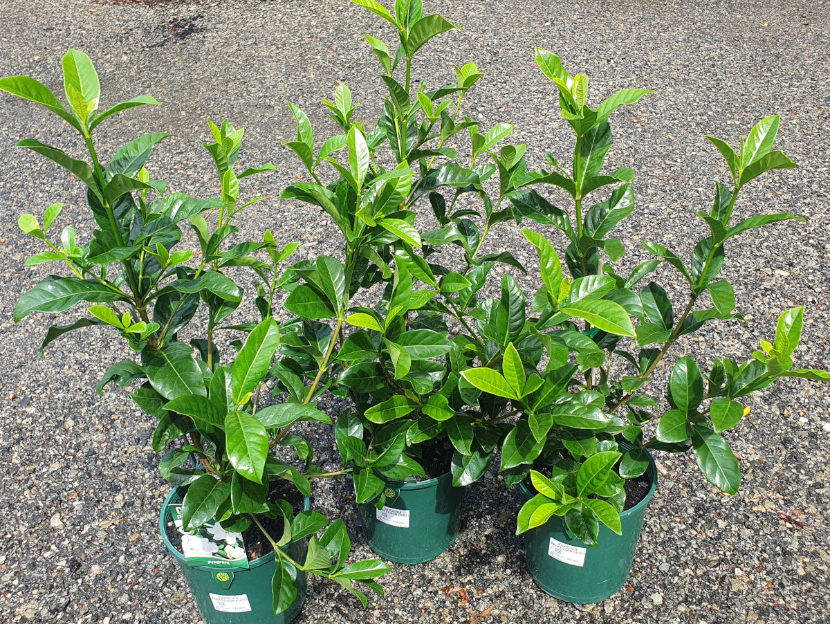 Gardenia jasminoides - PROFESSOR PUCCI - Cape Jasmine