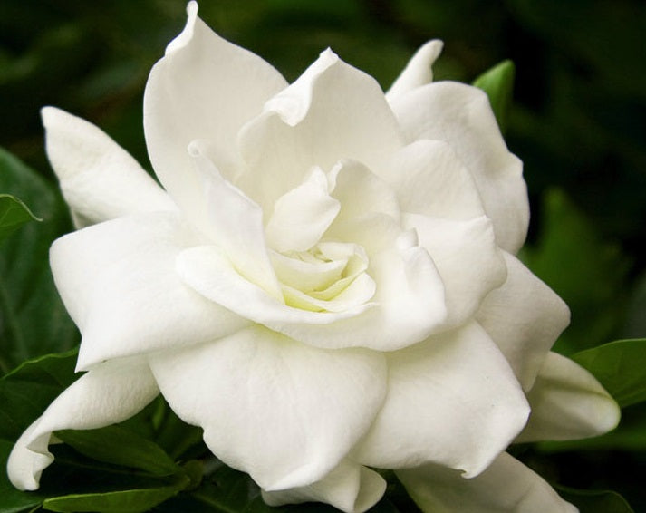 Gardenia jasminoides - TRUE LOVE - Cape Jasmine