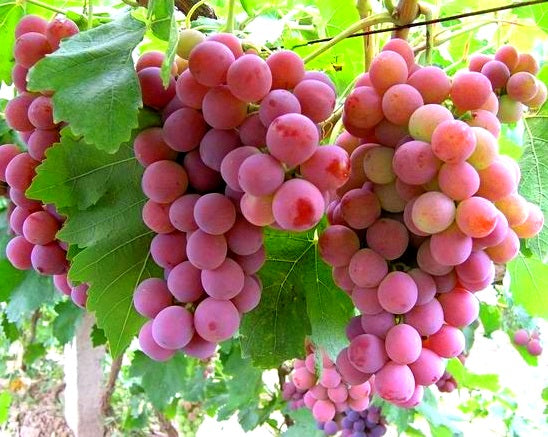 Vitis vinifera - RED GLOBE - Grape