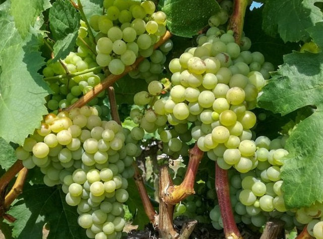 Vitis vinifera - SULTANA - Seedless Grape