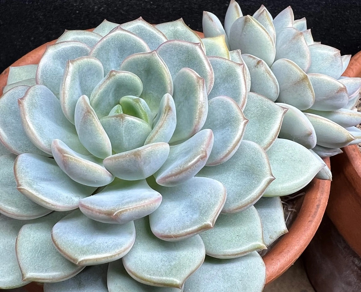 Graptoveria - A GRIM ONE