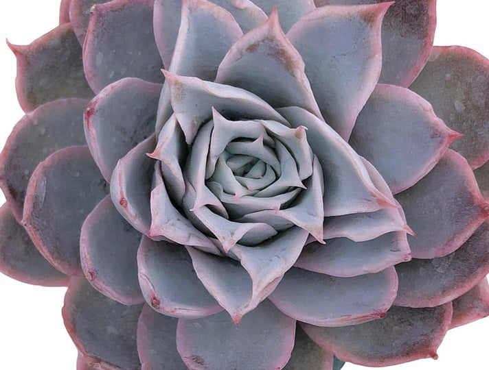 Graptoveria - ROSE QUEEN