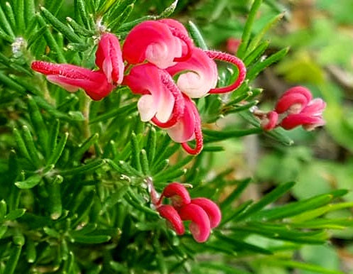 Grevillea lanigera x lavandulacea - Tucker Time® CHERRY RIPE - Woolly Lavender Grevillea