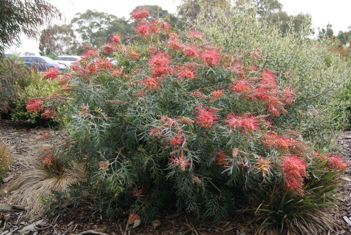 Grevillea banksii albiflora x bipinnatifida - COCONUT ICE