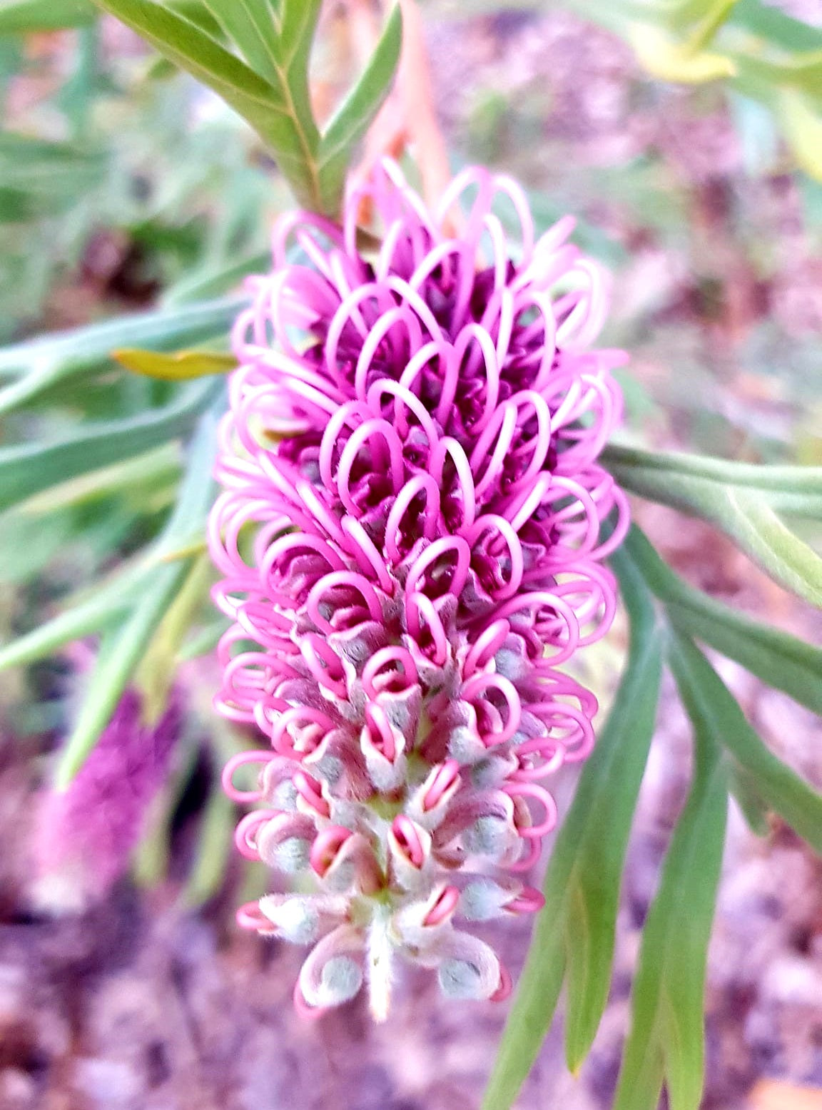 Grevillea paradoxa x sessilis - DOROTHY GORDON - Bottlebrush 'Dorothy Gordon' PBR