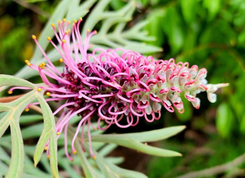 Grevillea paradoxa x sessilis - DOROTHY GORDON - Bottlebrush 'Dorothy Gordon' PBR