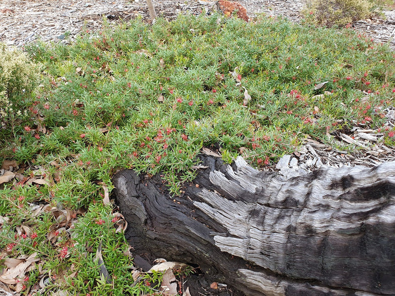 Grevillea obtusifolia - GIN GIN GEM - Obtuse-Leafed Grevillea