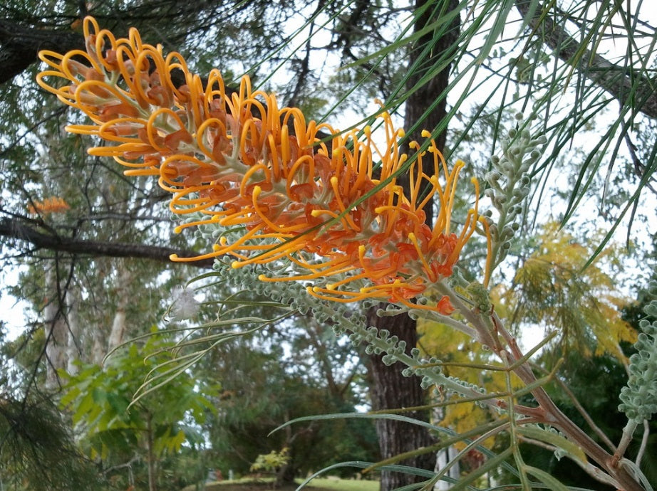 Grevillea banksii forsteri x pteridifolia - HONEY GEM