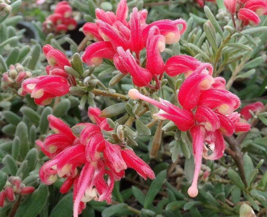 Grevillea lanigera x lavandulacea - JELLY BABY - Woolly Lavender Grevillea 'LaL 10' PBR