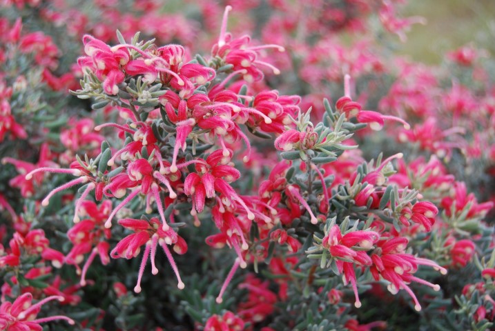 Grevillea lanigera x lavandulacea - JELLY BABY - Woolly Lavender Grevillea 'LaL 10' PBR