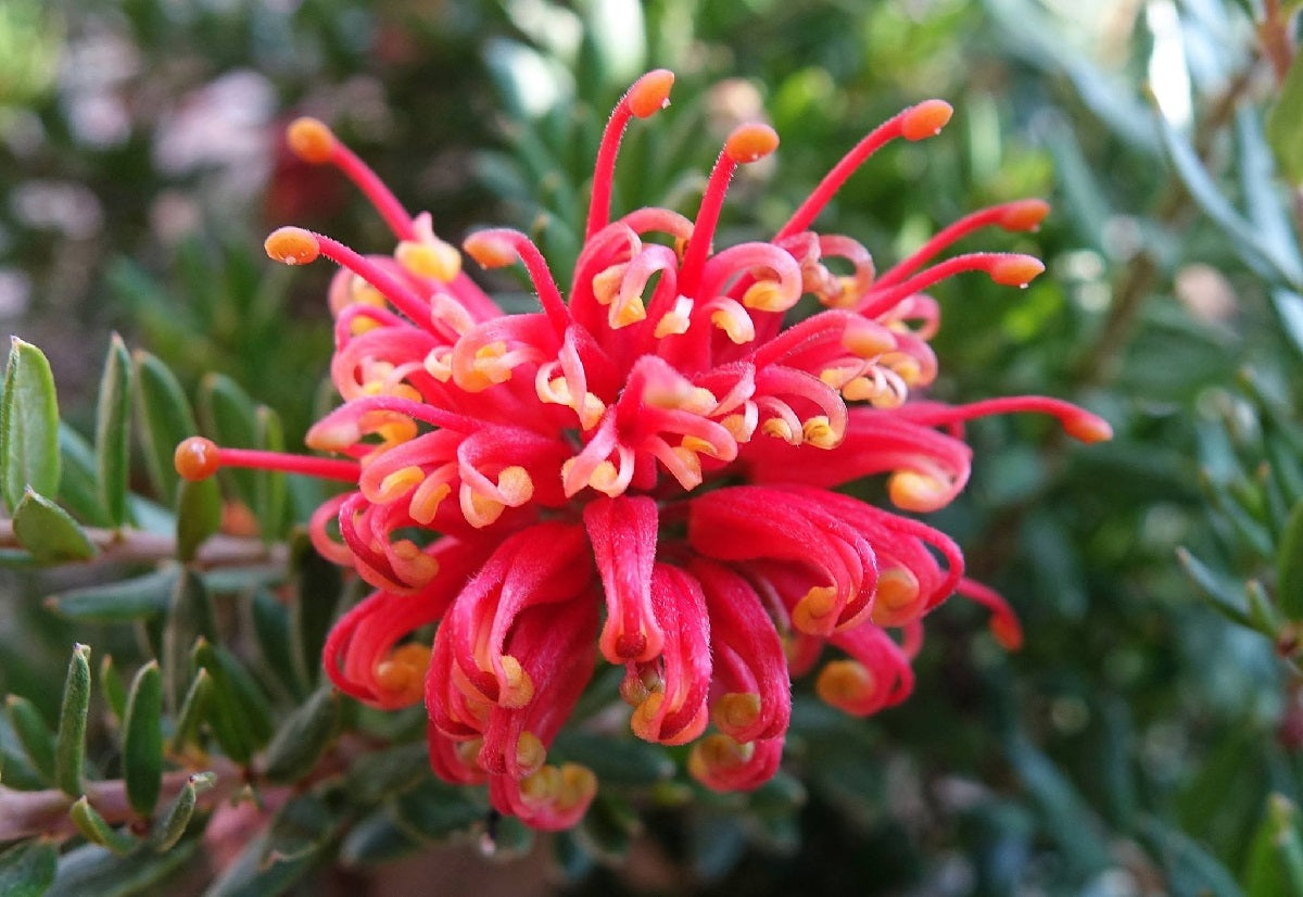 Grevillea - KNOCKOUT 'G387c' PBR