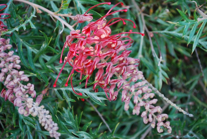 Grevillea banksii x bipinnatifida - LITTLE ROBYN