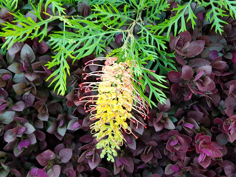 Grevillea banksii fosteri x bipinnatifida - LOOPY LOU