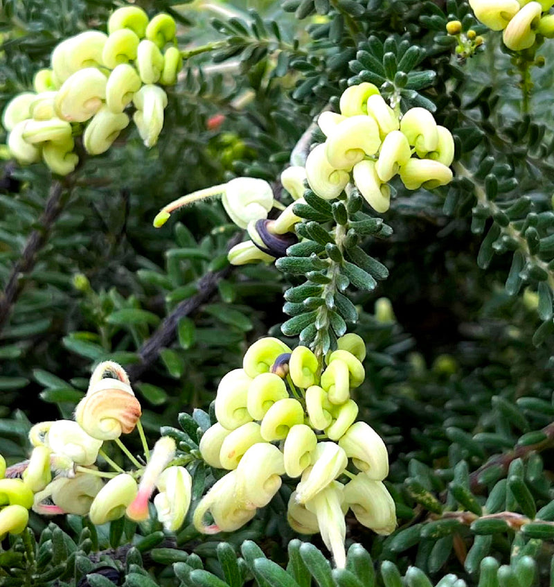 Grevillea lanigera - MELLO YELLOW - Woolly Grevillea