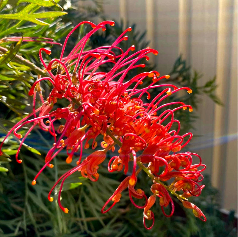 Grevillea aurea x bipinnatifida - MOLLY - Fuchsia Grevillea 'Judith Anne' PBR