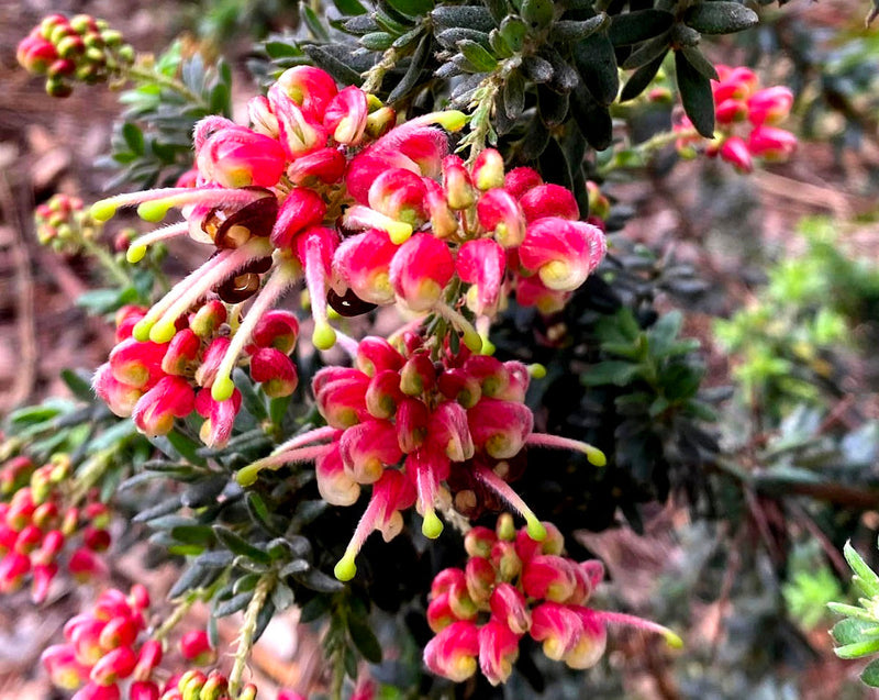 Grevillea lanigera - MT TAMBORITHA - Woolly Grevillea