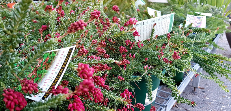 Grevillea lanigera - MT TAMBORITHA - Woolly Grevillea