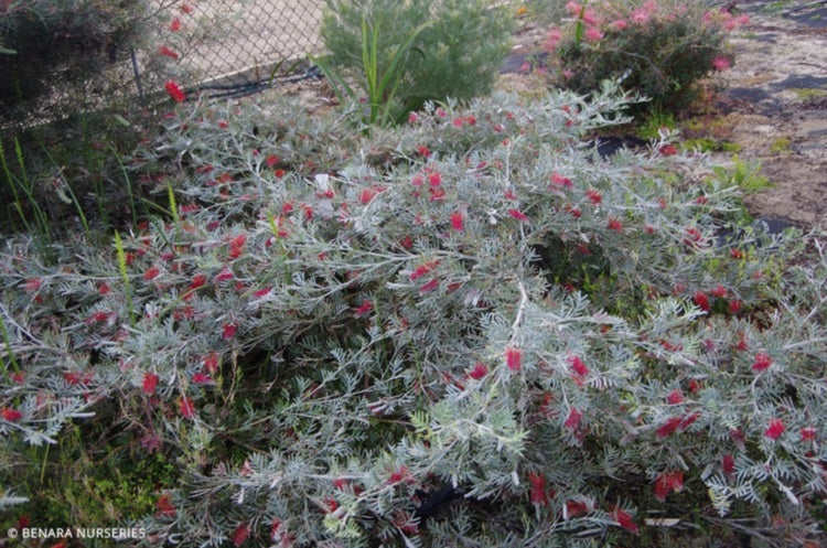 Grevillea nivea x variifolia - RED CORAL - Cape Range Grevillea 'GR58' PBR