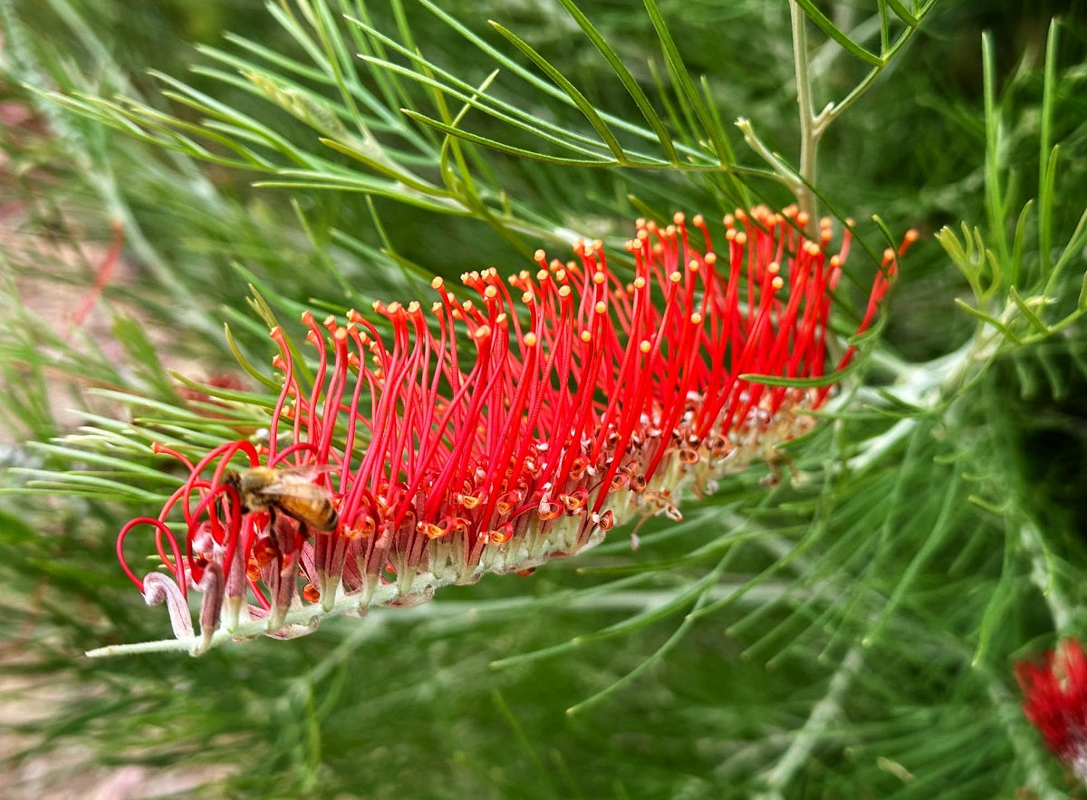 Grevillea formosa x nivea - SCARLET MOON - Mount Brockman Grevillea 'GR34' PBR