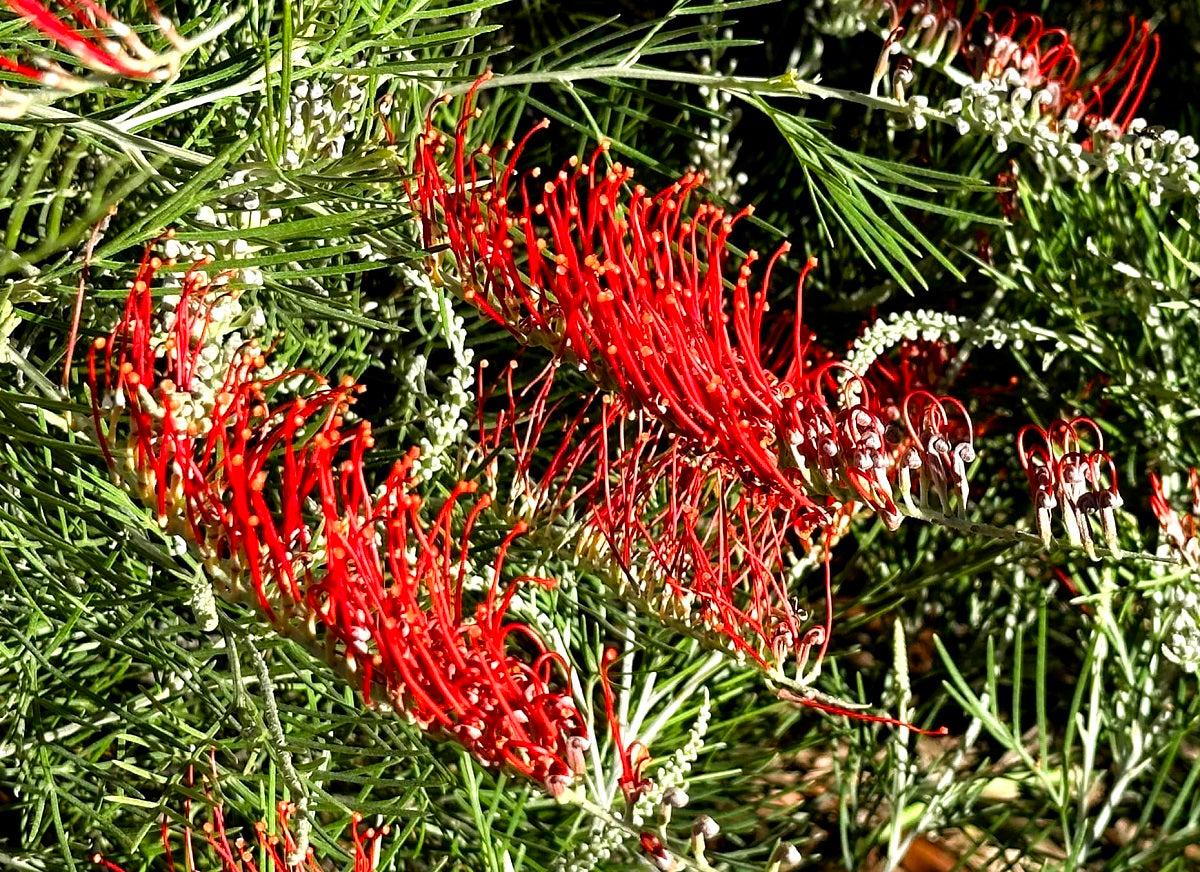 Grevillea formosa x nivea - SCARLET MOON - Mount Brockman Grevillea 'GR34' PBR