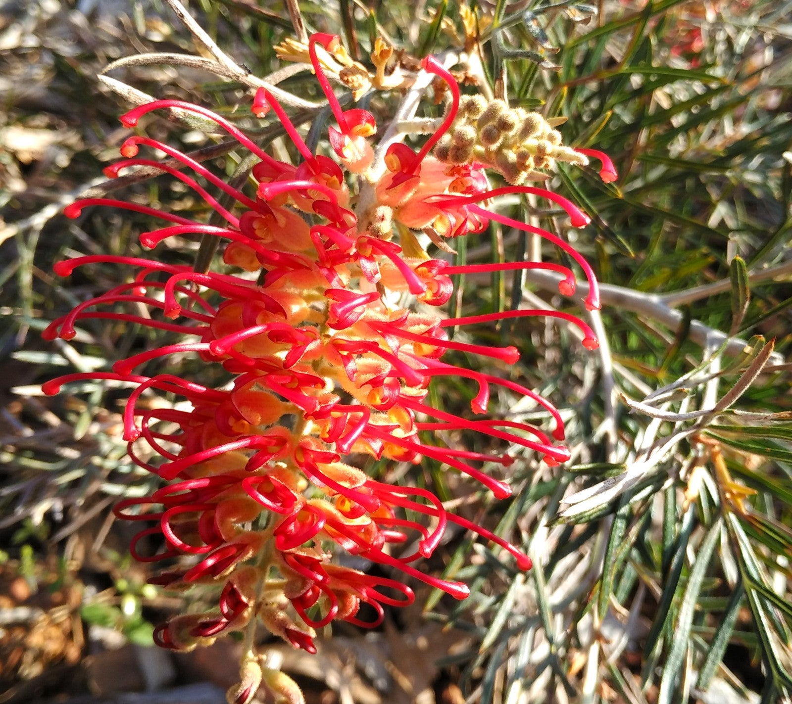 Grevillea - RSL SPIRIT OF ANZAC 'GR16' PBR