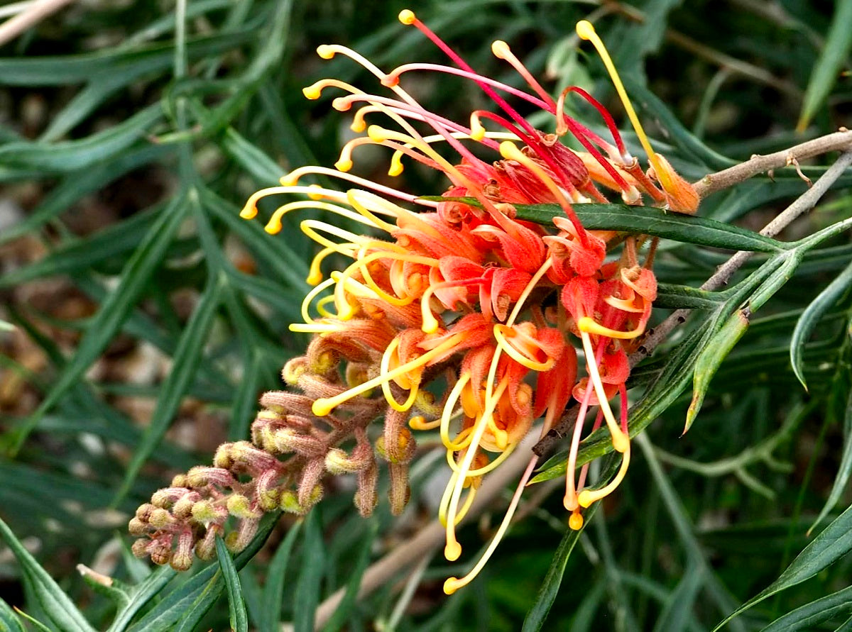 Grevillea banksii albiflora x bipinnatifida - SUPERB