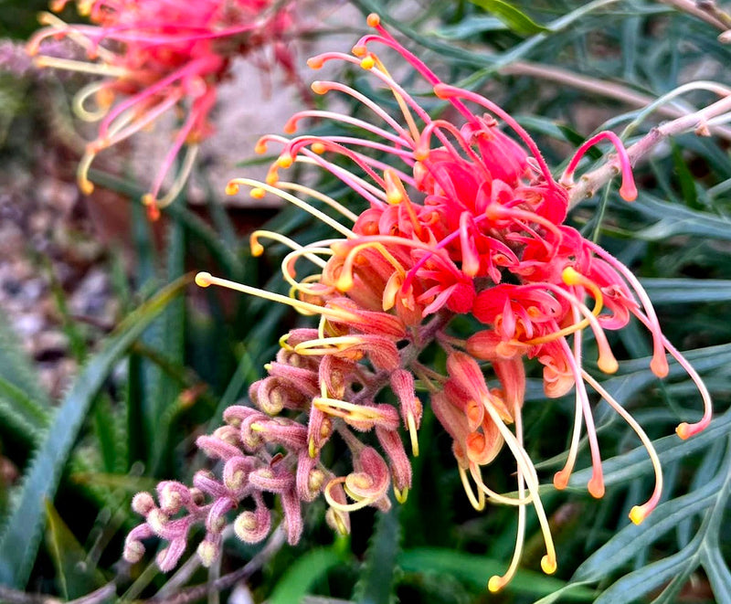 Grevillea banksii albiflora x bipinnatifida - SUPERB