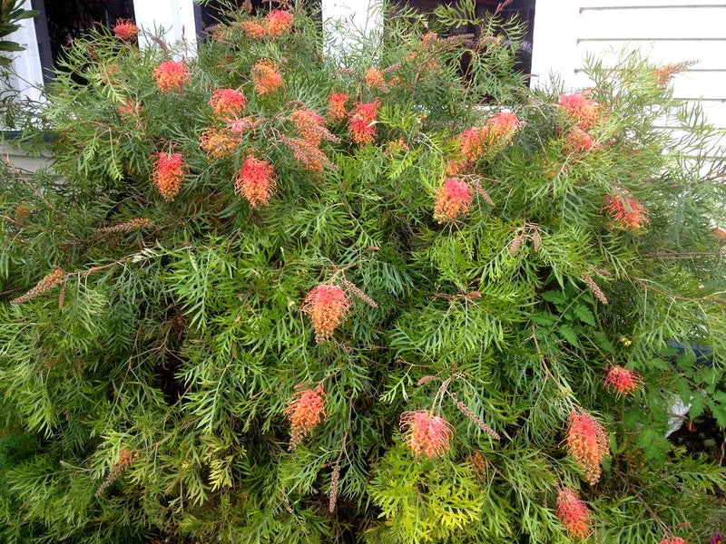 Grevillea banksii albiflora x bipinnatifida - SUPERB