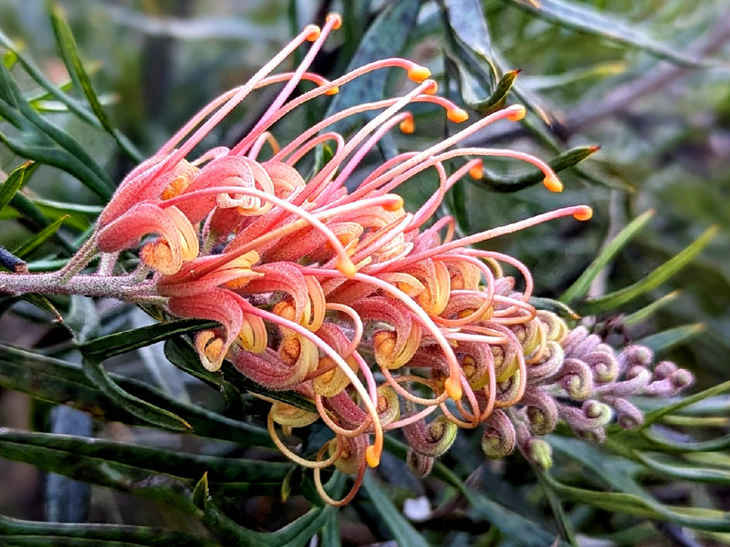 Grevillea banksii albiflora x bipinnatifida - SUPERB