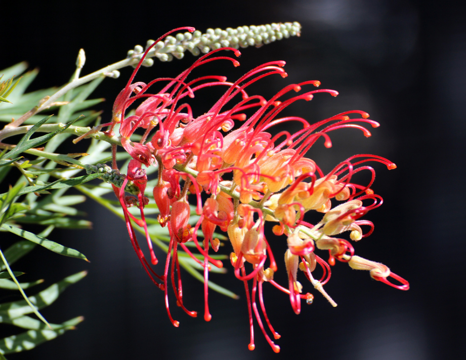 Grevillea banksii albiflora x bipinnatifida - SUPERB