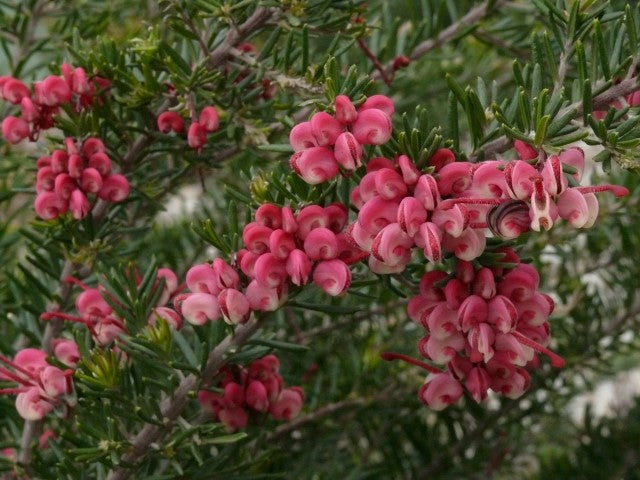 Grevillea lanigera x rosmarinifolia - Tucker Time® FRUIT BOX - Woolly Rosemary Grevillea