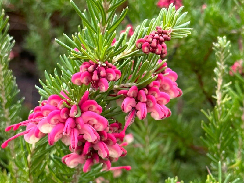 Grevillea lanigera x rosmarinifolia - Tucker Time® FRUIT BOX - Woolly Rosemary Grevillea