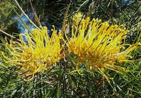 Grevillea - YAMBA SUNSHINE