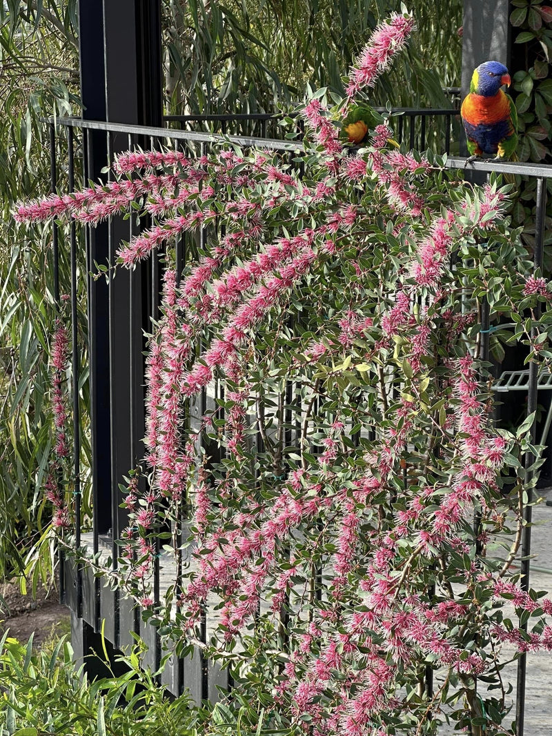 Hakea myrtoides x petiolaris - BURRENDONG BEAUTY