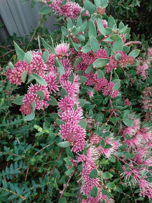 Hakea myrtoides x petiolaris - BURRENDONG BEAUTY