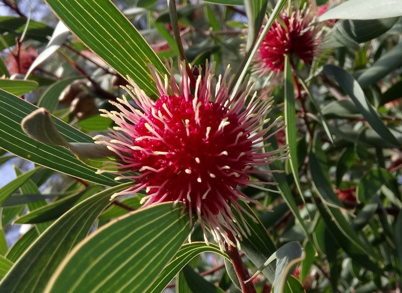 Hakea laurina - STOCKDALE SENSATION - Pin-Cushion Hakea 'Stockdale Sensation' PBR