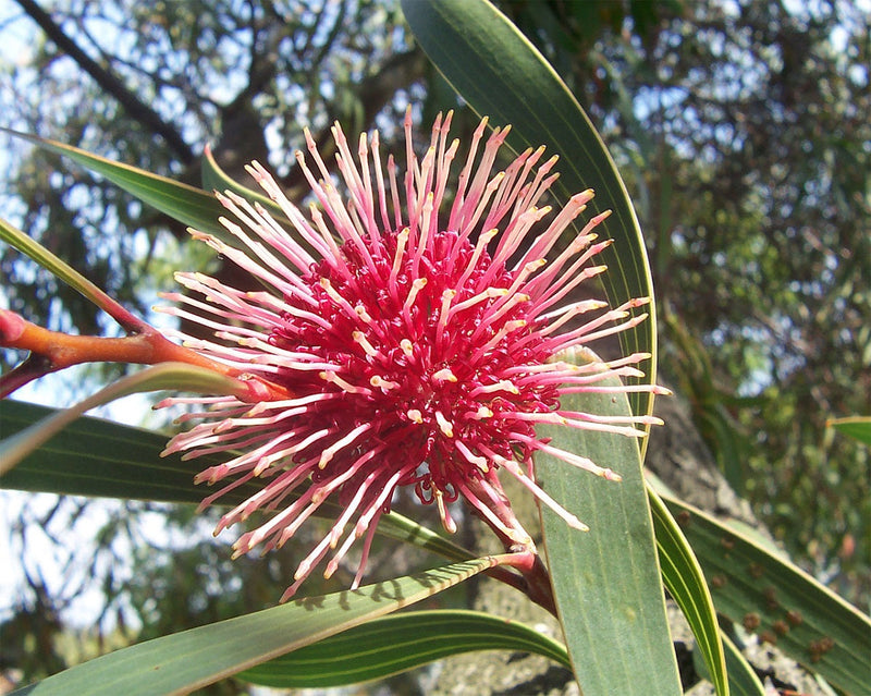 Hakea laurina - Pin-Cushion Hakea